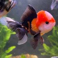 the-fish-farm Goldfish 9cm Oranda - Tri Colour One Only-1 Tri Colour Oranda - The Fish Farm Australia