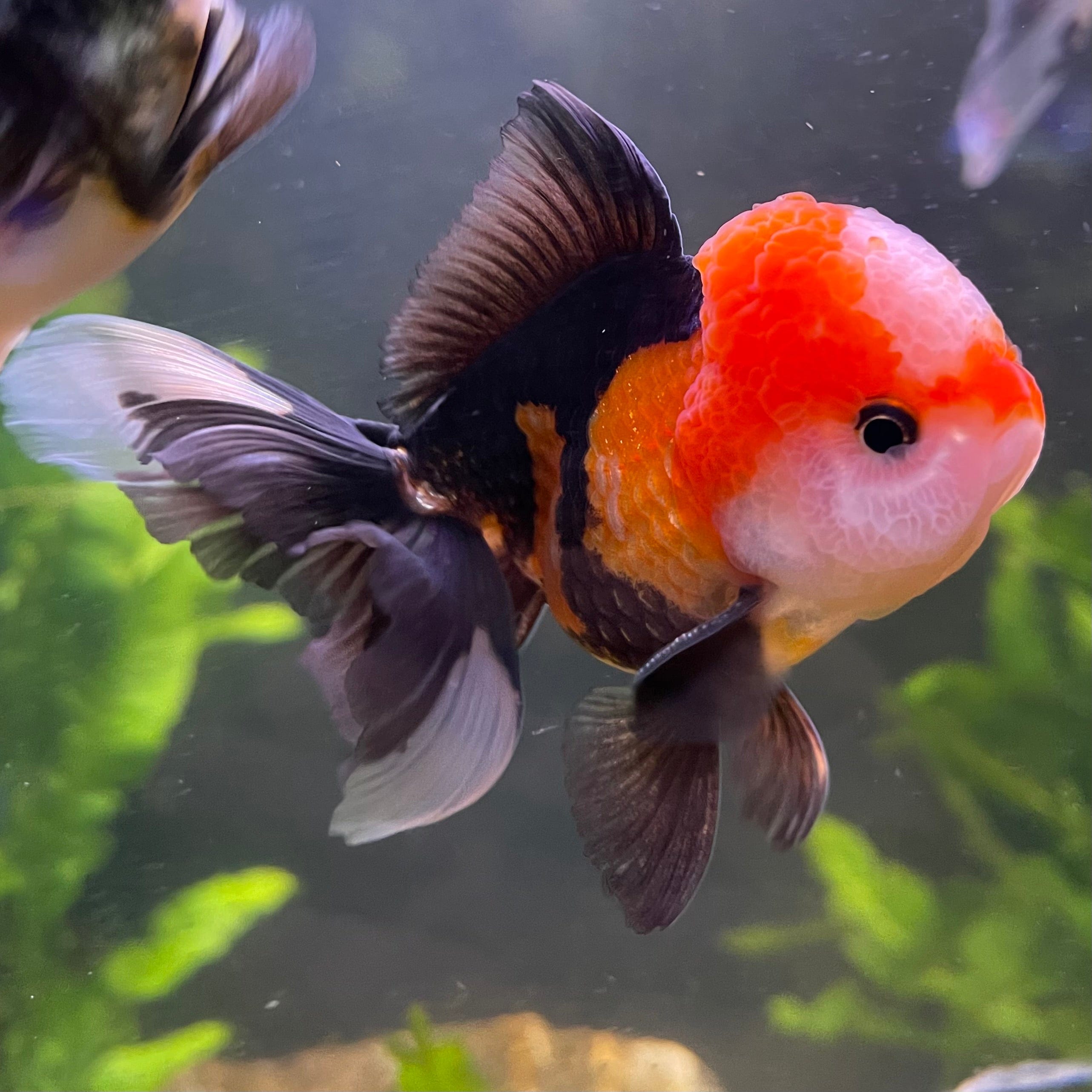the-fish-farm Goldfish 9cm Oranda - Tri Colour One Only-1 Tri Colour Oranda - The Fish Farm Australia