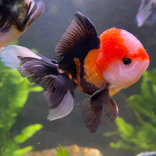 the-fish-farm Goldfish 9cm Oranda - Tri Colour One Only-1 Tri Colour Oranda - The Fish Farm Australia