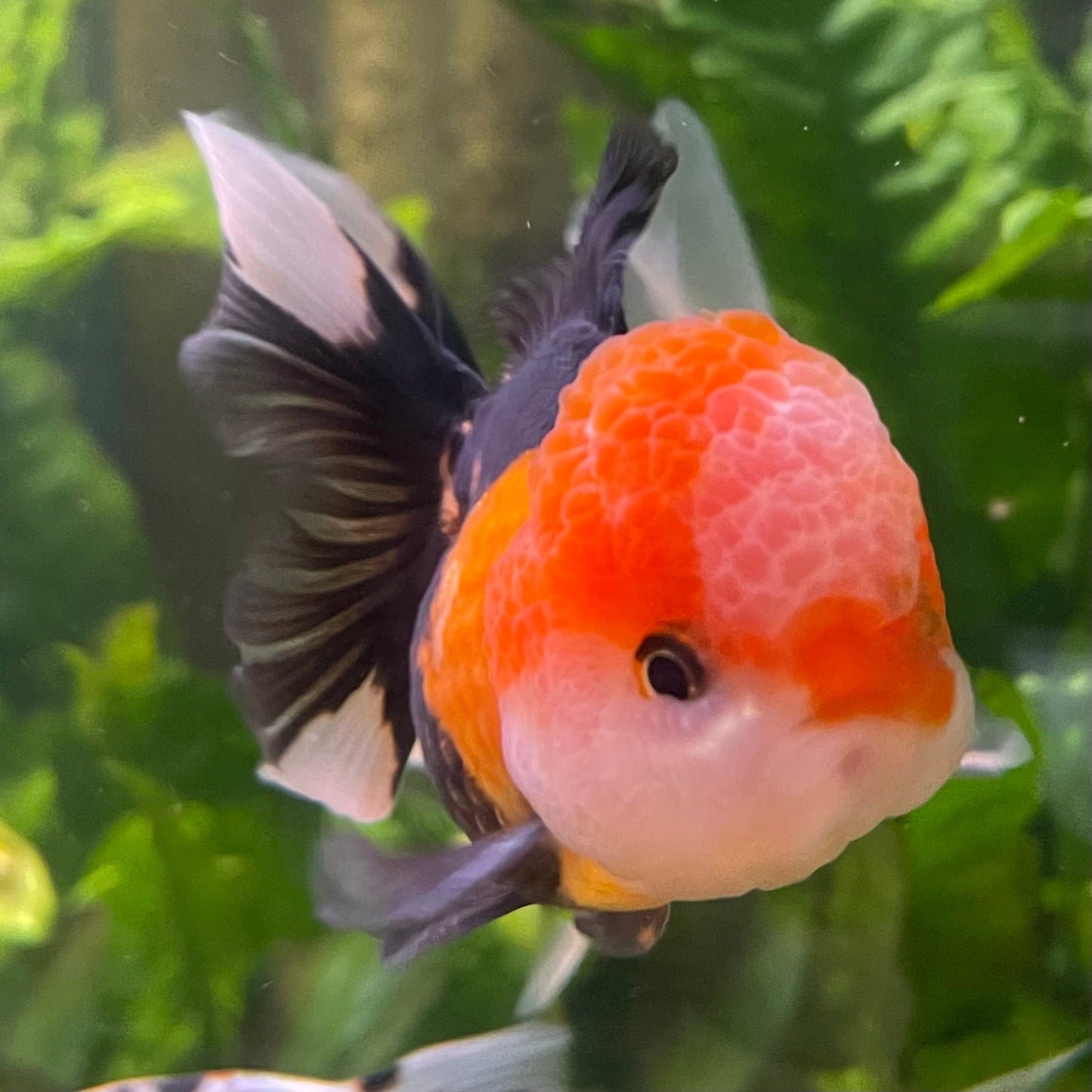 the-fish-farm Goldfish 9cm Oranda - Tri Colour One Only-1 Tri Colour Oranda - The Fish Farm Australia
