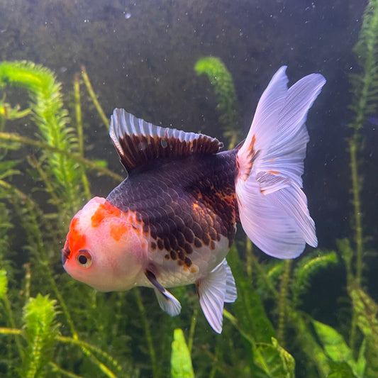 the-fish-farm Goldfish 9cm Oranda - Tri Colour One Only-2 Tri Colour Oranda - The Fish Farm Australia