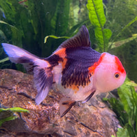 the-fish-farm Goldfish 9cm Oranda - Tri Colour One Only-2 Tri Colour Oranda - The Fish Farm Australia