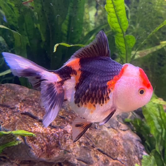 the-fish-farm Goldfish 9cm Oranda - Tri Colour One Only-2 Tri Colour Oranda - The Fish Farm Australia