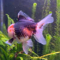 the-fish-farm Goldfish 9cm Oranda - Tri Colour One Only-2 Tri Colour Oranda - The Fish Farm Australia