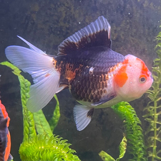 the-fish-farm Goldfish 9cm Oranda - Tri Colour One Only-2 Tri Colour Oranda - The Fish Farm Australia