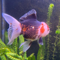 the-fish-farm Goldfish 9cm Oranda - Tri Colour One Only-2 Tri Colour Oranda - The Fish Farm Australia