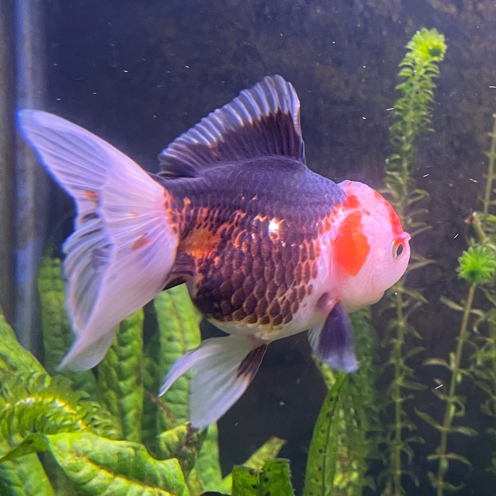 the-fish-farm Goldfish 9cm Oranda - Tri Colour One Only-2 Tri Colour Oranda - The Fish Farm Australia