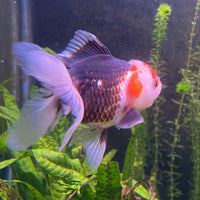 the-fish-farm Goldfish 9cm Oranda - Tri Colour One Only-2 Tri Colour Oranda - The Fish Farm Australia