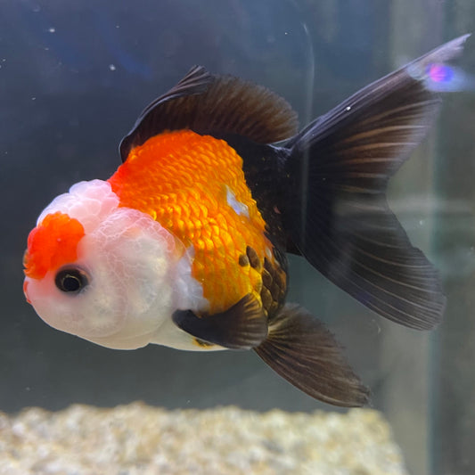 the-fish-farm Goldfish 9cm Oranda - Tri Colour One Only-2 Tri Colour Oranda - The Fish Farm Australia