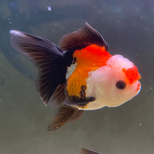 the-fish-farm Goldfish 9cm Oranda - Tri Colour One Only-2 Tri Colour Oranda - The Fish Farm Australia