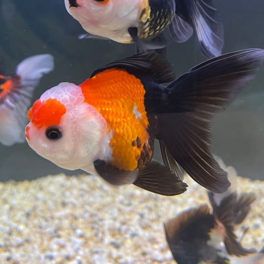 the-fish-farm Goldfish 9cm Oranda - Tri Colour One Only-2 Tri Colour Oranda - The Fish Farm Australia