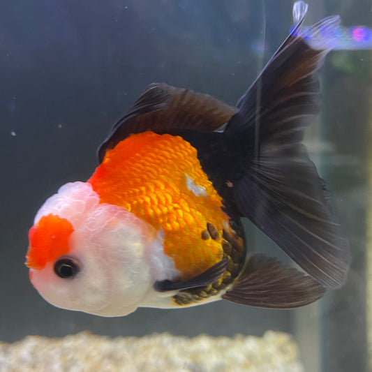 the-fish-farm Goldfish 9cm Oranda - Tri Colour One Only-2 Tri Colour Oranda - The Fish Farm Australia