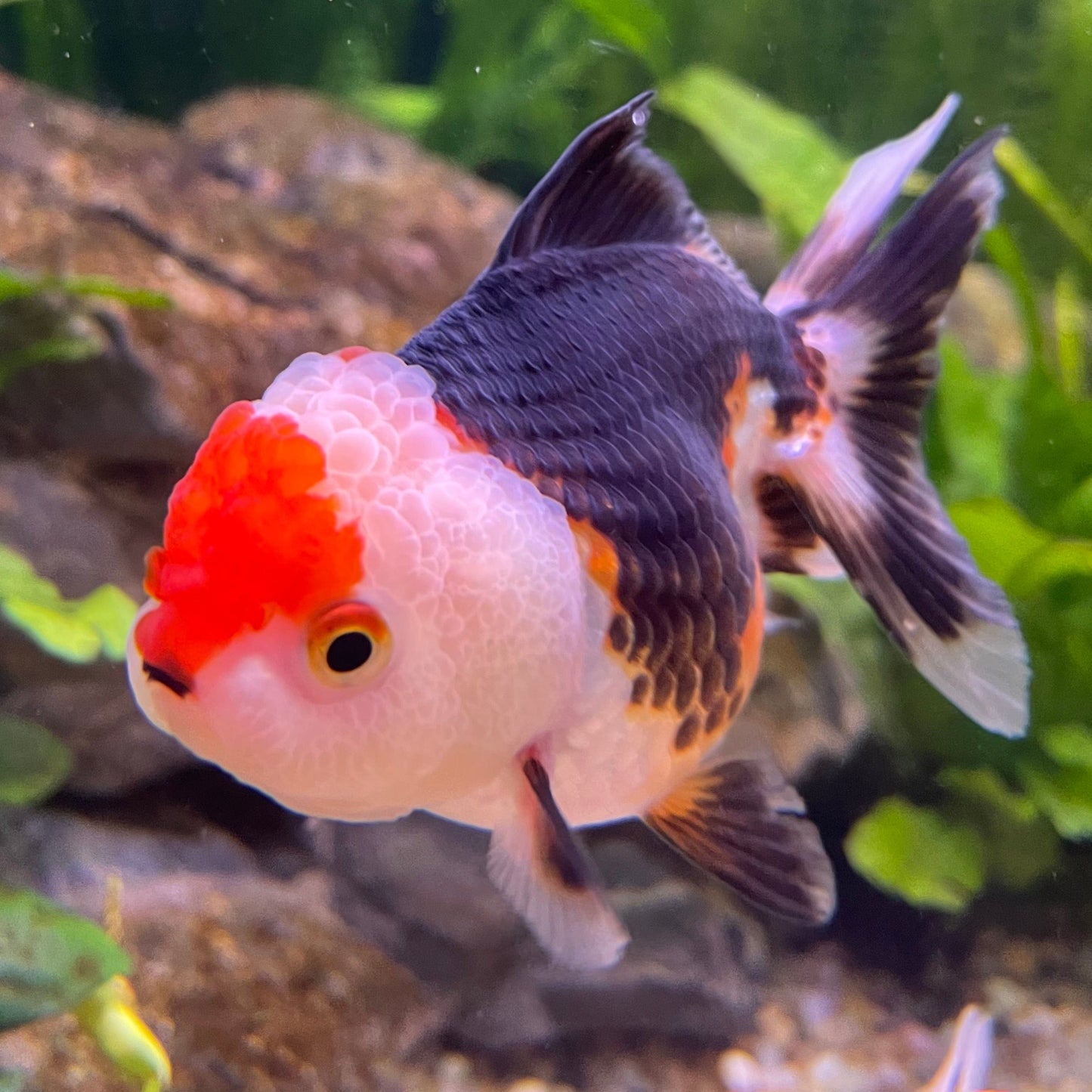 the-fish-farm Goldfish 9cm Oranda - Tri Colour One Only-3 Tri Colour Oranda - The Fish Farm Australia