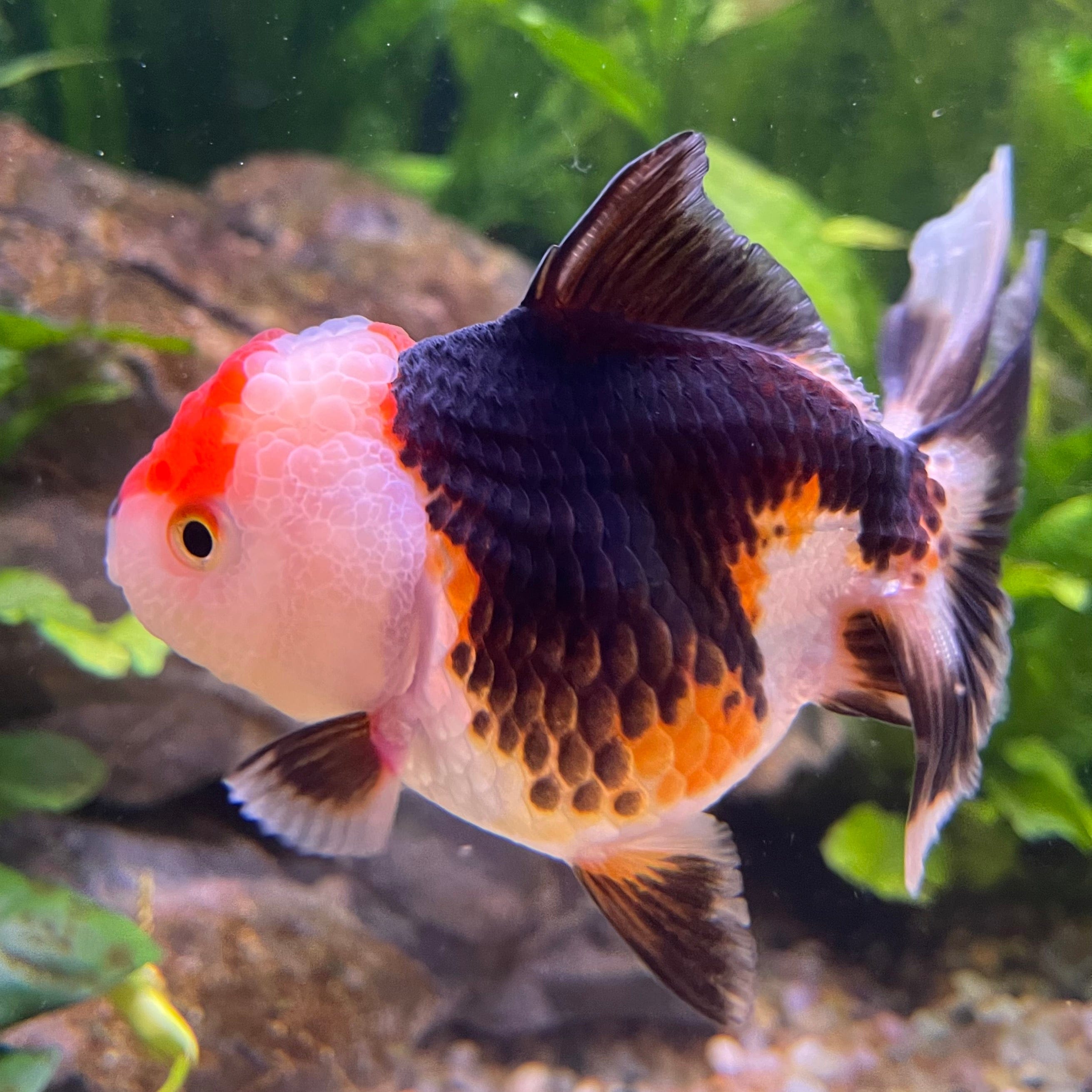 the-fish-farm Goldfish 9cm Oranda - Tri Colour One Only-3 Tri Colour Oranda - The Fish Farm Australia