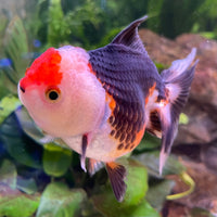 the-fish-farm Goldfish 9cm Oranda - Tri Colour One Only-3 Tri Colour Oranda - The Fish Farm Australia