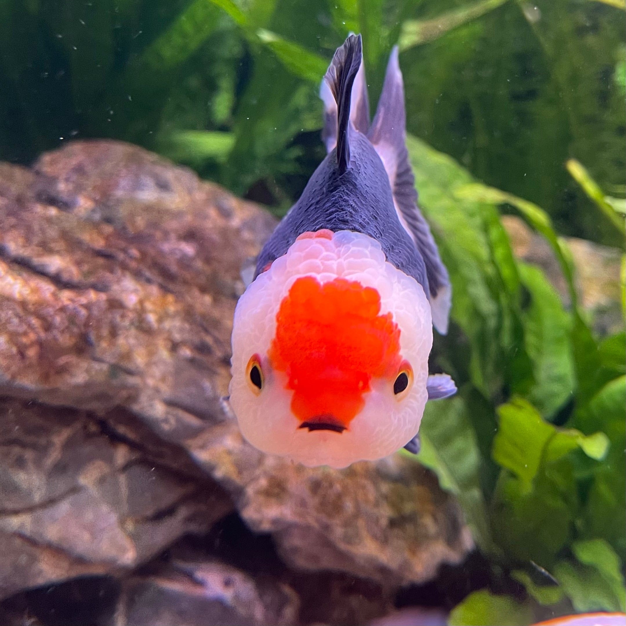 the-fish-farm Goldfish 9cm Oranda - Tri Colour One Only-3 Tri Colour Oranda - The Fish Farm Australia