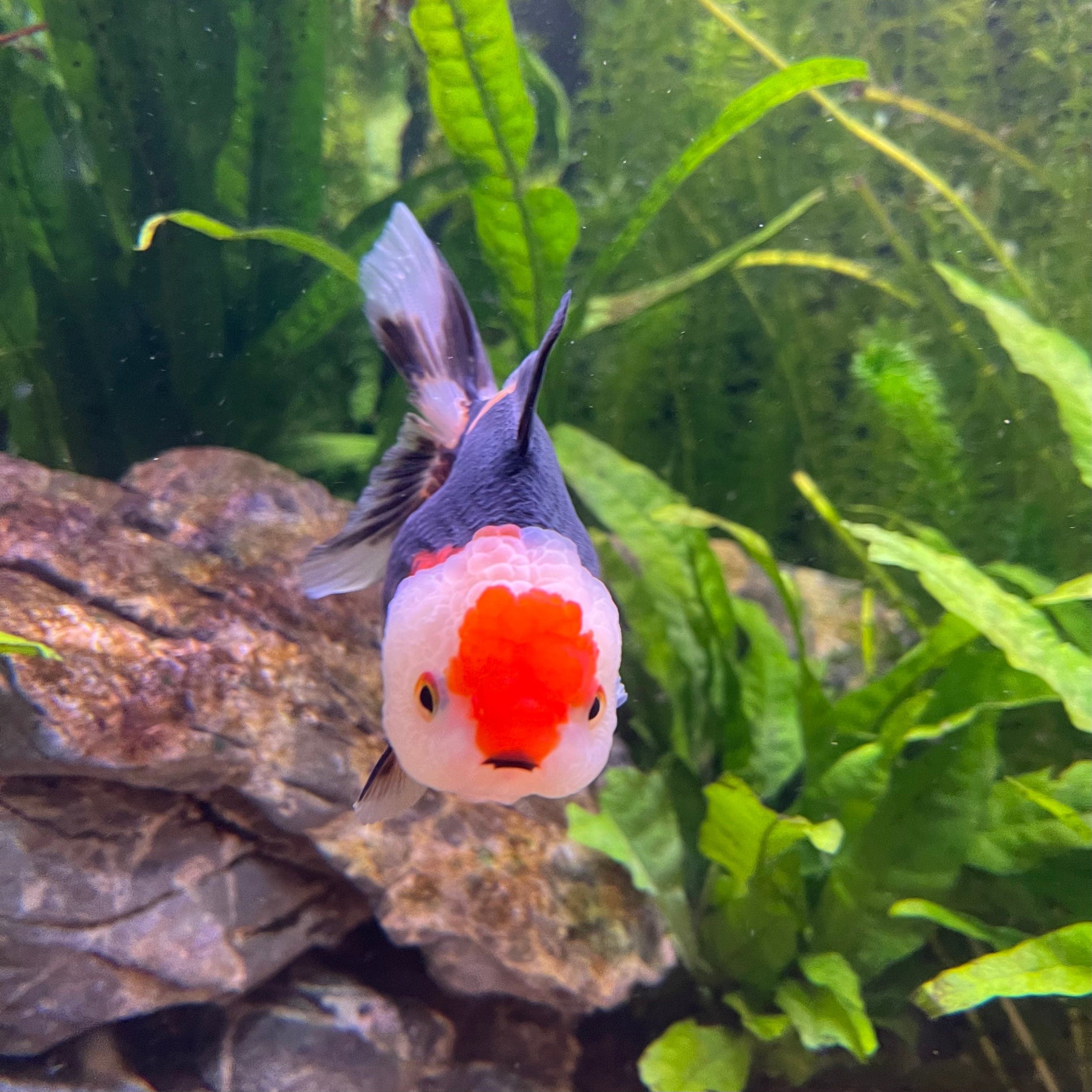 the-fish-farm Goldfish 9cm Oranda - Tri Colour One Only-3 Tri Colour Oranda - The Fish Farm Australia