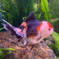 the-fish-farm Goldfish 9cm Oranda - Tri Colour One Only-3 Tri Colour Oranda - The Fish Farm Australia
