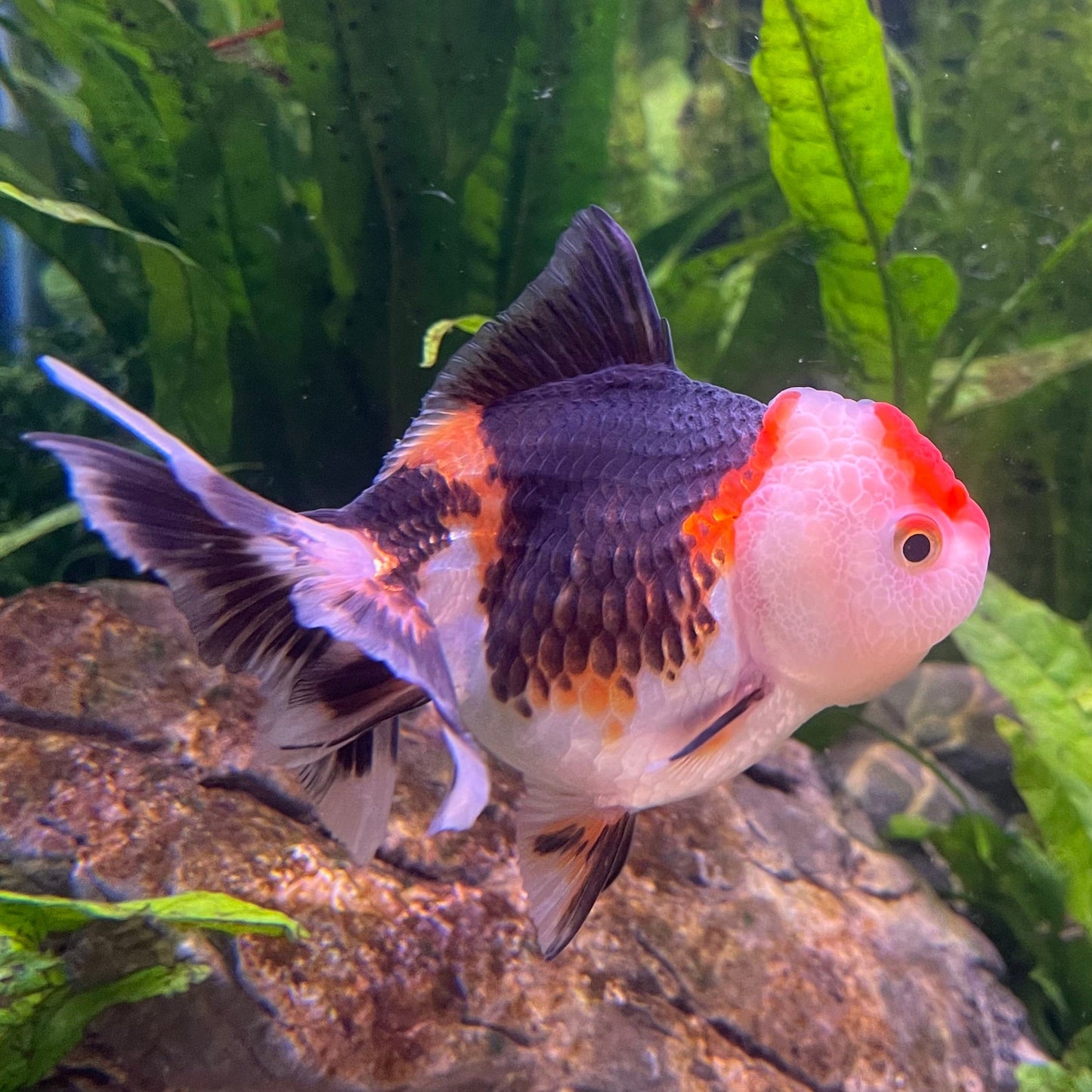 the-fish-farm Goldfish 9cm Oranda - Tri Colour One Only-3 Tri Colour Oranda - The Fish Farm Australia