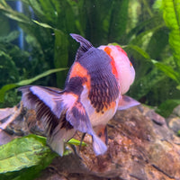 the-fish-farm Goldfish 9cm Oranda - Tri Colour One Only-3 Tri Colour Oranda - The Fish Farm Australia