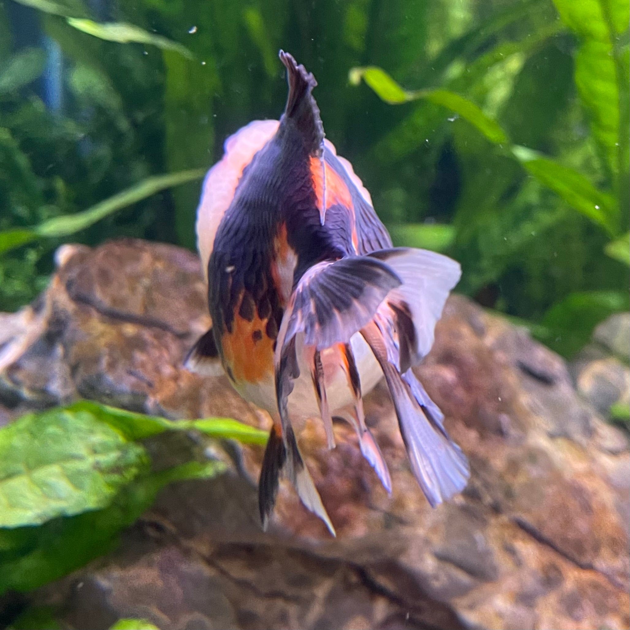 the-fish-farm Goldfish 9cm Oranda - Tri Colour One Only-3 Tri Colour Oranda - The Fish Farm Australia