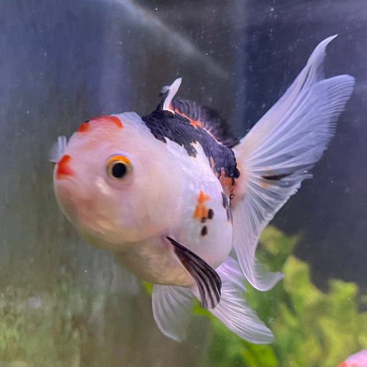 the-fish-farm Goldfish 9cm Oranda - Tri Colour One Only-3 Tri Colour Oranda - The Fish Farm Australia