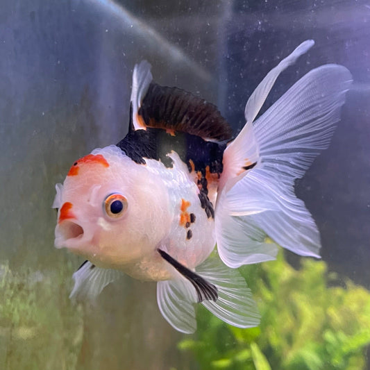 the-fish-farm Goldfish 9cm Oranda - Tri Colour One Only-3 Tri Colour Oranda - The Fish Farm Australia