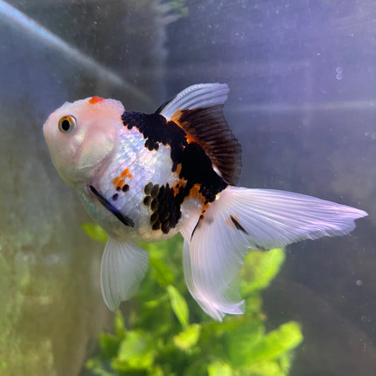 the-fish-farm Goldfish 9cm Oranda - Tri Colour One Only-3 Tri Colour Oranda - The Fish Farm Australia