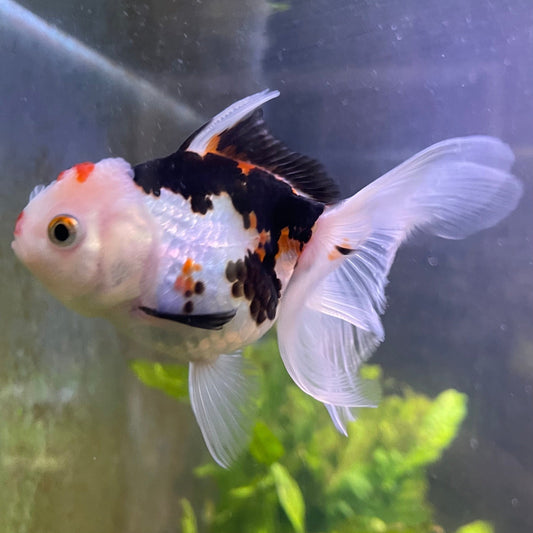 the-fish-farm Goldfish 9cm Oranda - Tri Colour One Only-3 Tri Colour Oranda - The Fish Farm Australia