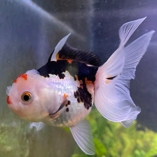 the-fish-farm Goldfish 9cm Oranda - Tri Colour One Only-3 Tri Colour Oranda - The Fish Farm Australia