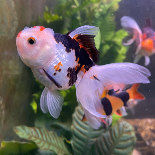 the-fish-farm Goldfish 9cm Oranda - Tri Colour One Only-3 Tri Colour Oranda - The Fish Farm Australia