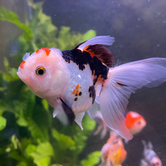 the-fish-farm Goldfish 9cm Oranda - Tri Colour One Only-3 Tri Colour Oranda - The Fish Farm Australia