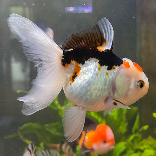 the-fish-farm Goldfish 9cm Oranda - Tri Colour One Only-3 Tri Colour Oranda - The Fish Farm Australia