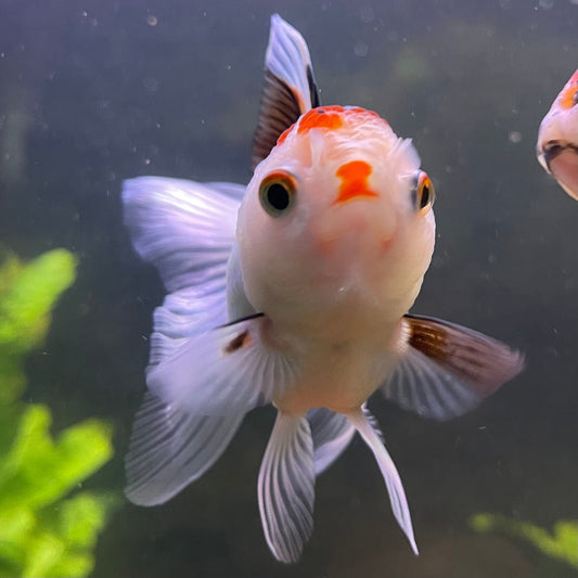 the-fish-farm Goldfish 9cm Oranda - Tri Colour One Only-3 Tri Colour Oranda - The Fish Farm Australia