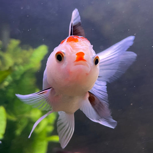 the-fish-farm Goldfish 9cm Oranda - Tri Colour One Only-3 Tri Colour Oranda - The Fish Farm Australia