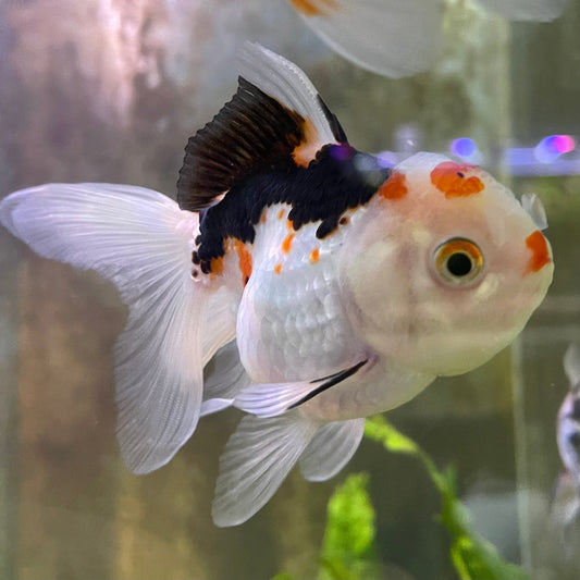 the-fish-farm Goldfish 9cm Oranda - Tri Colour One Only-3 Tri Colour Oranda - The Fish Farm Australia