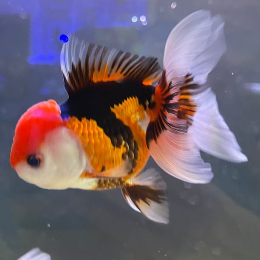 the-fish-farm Goldfish 9cm Oranda - Tri Colour One Only-3 Tri Colour Oranda - The Fish Farm Australia