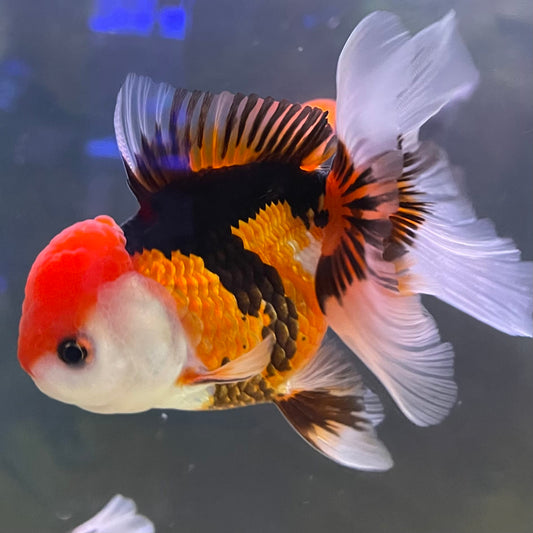 the-fish-farm Goldfish 9cm Oranda - Tri Colour One Only-3 Tri Colour Oranda - The Fish Farm Australia