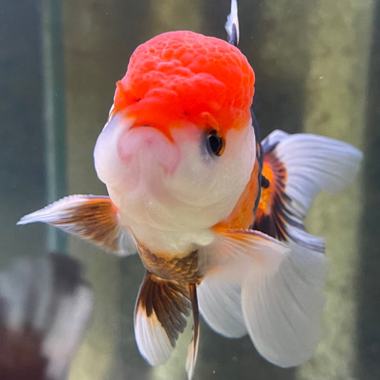 the-fish-farm Goldfish 9cm Oranda - Tri Colour One Only-3 Tri Colour Oranda - The Fish Farm Australia