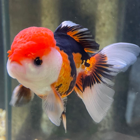 the-fish-farm Goldfish 9cm Oranda - Tri Colour One Only-3 Tri Colour Oranda - The Fish Farm Australia