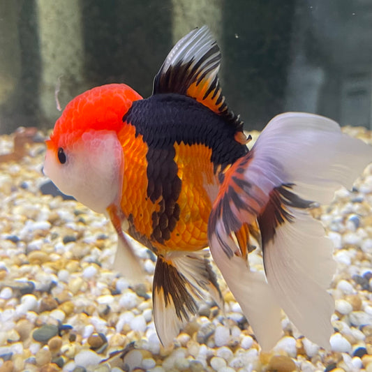 the-fish-farm Goldfish 9cm Oranda - Tri Colour One Only-3 Tri Colour Oranda - The Fish Farm Australia