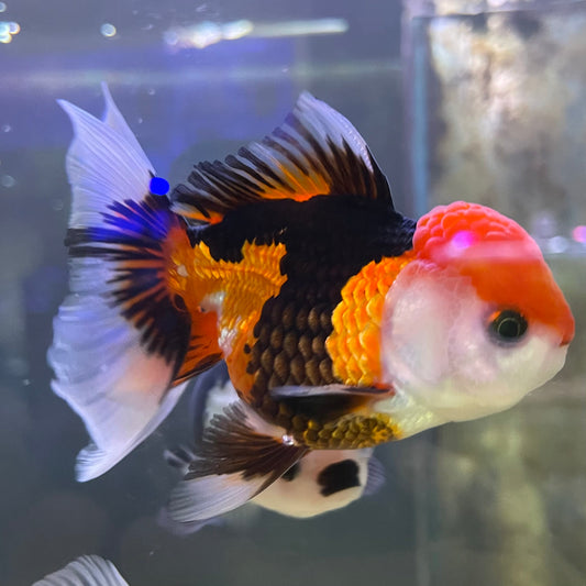the-fish-farm Goldfish 9cm Oranda - Tri Colour One Only-3 Tri Colour Oranda - The Fish Farm Australia