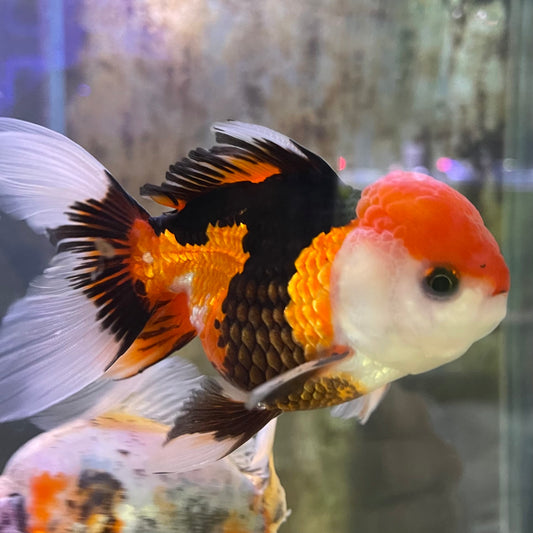 the-fish-farm Goldfish 9cm Oranda - Tri Colour One Only-3 Tri Colour Oranda - The Fish Farm Australia