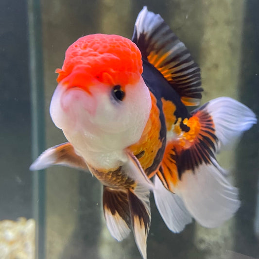 the-fish-farm Goldfish 9cm Oranda - Tri Colour One Only-3 Tri Colour Oranda - The Fish Farm Australia