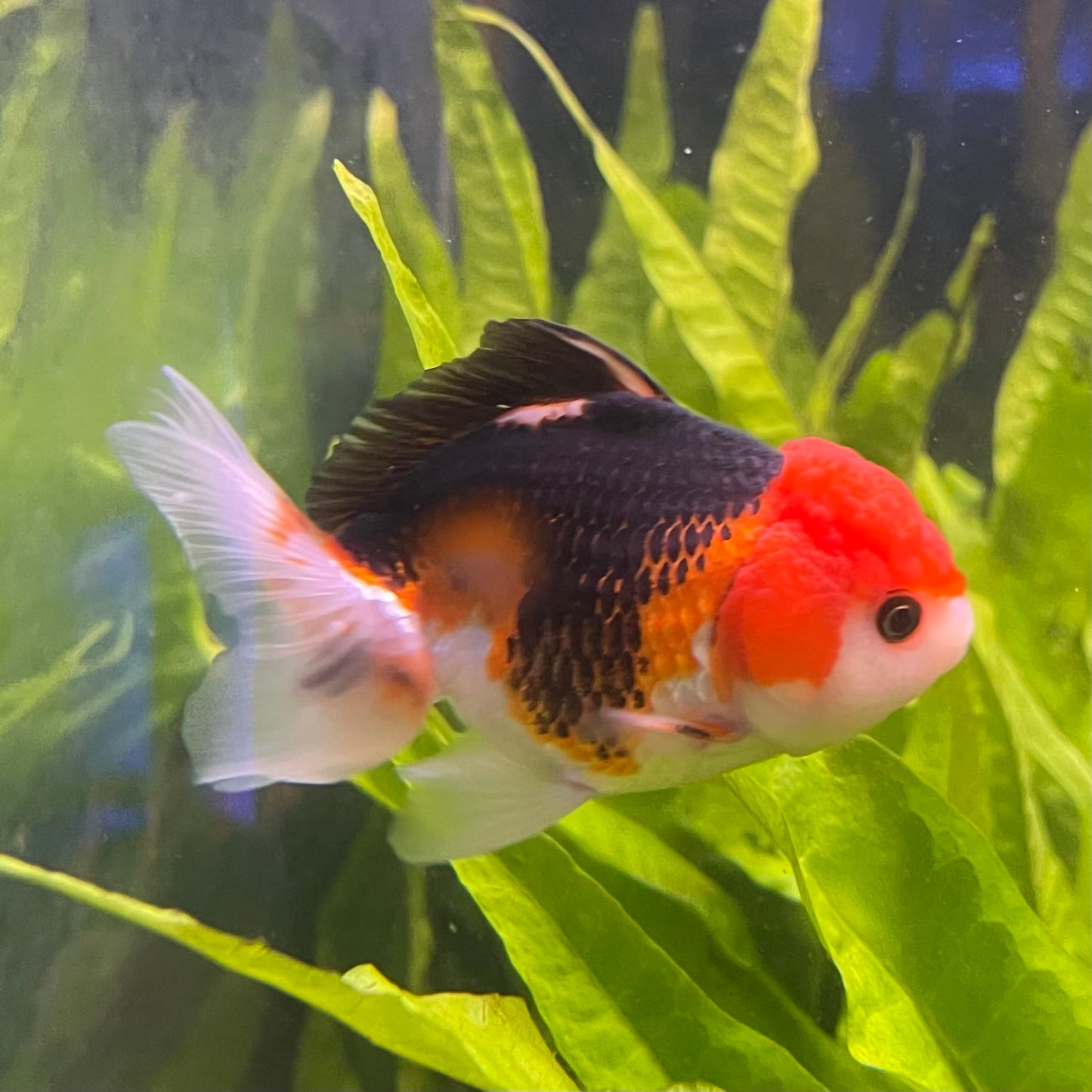 the-fish-farm Goldfish 9cm Oranda - Tri Colour One Only-3 Tri Colour Oranda - The Fish Farm Australia