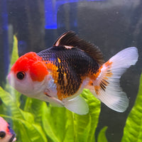 the-fish-farm Goldfish 9cm Oranda - Tri Colour One Only-3 Tri Colour Oranda - The Fish Farm Australia