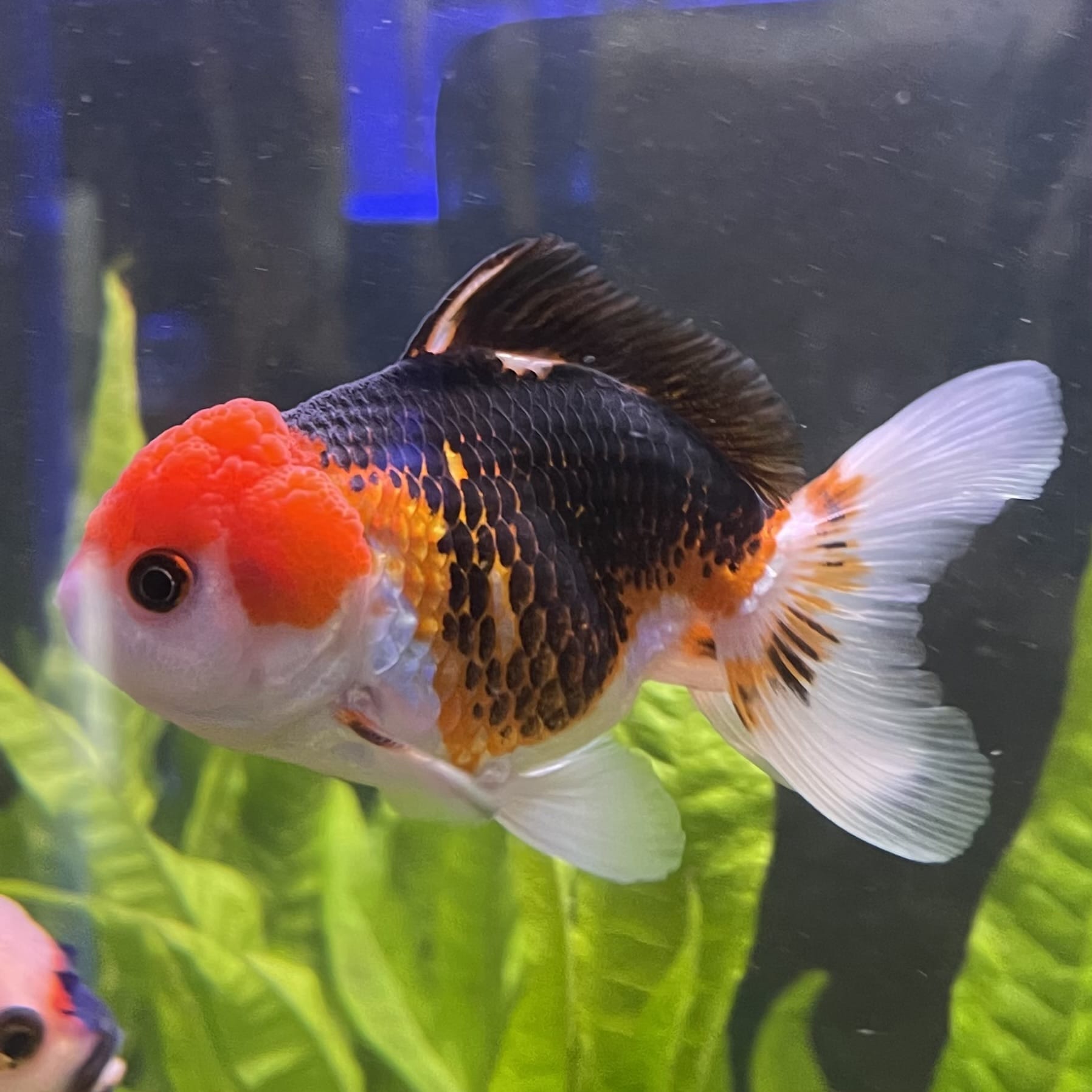 the-fish-farm Goldfish 9cm Oranda - Tri Colour One Only-3 Tri Colour Oranda - The Fish Farm Australia