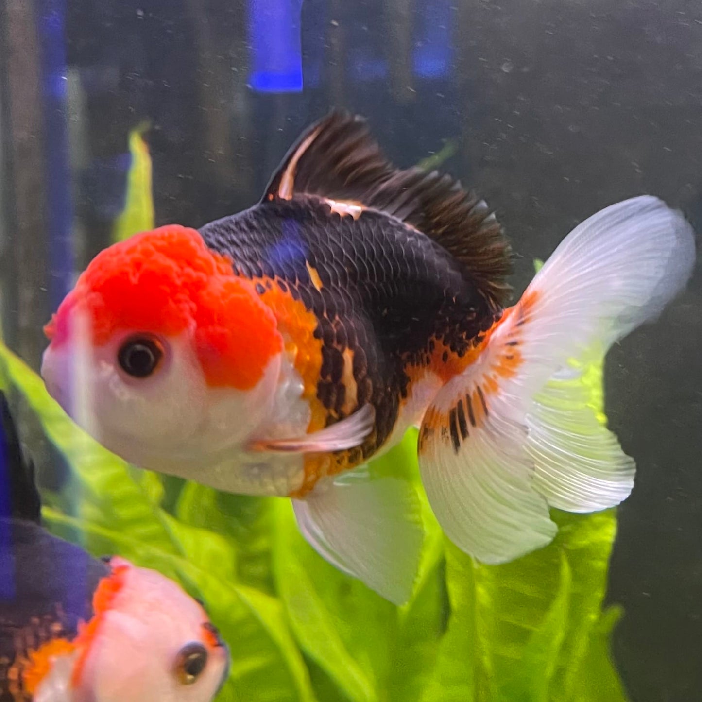the-fish-farm Goldfish 9cm Oranda - Tri Colour One Only-3 Tri Colour Oranda - The Fish Farm Australia