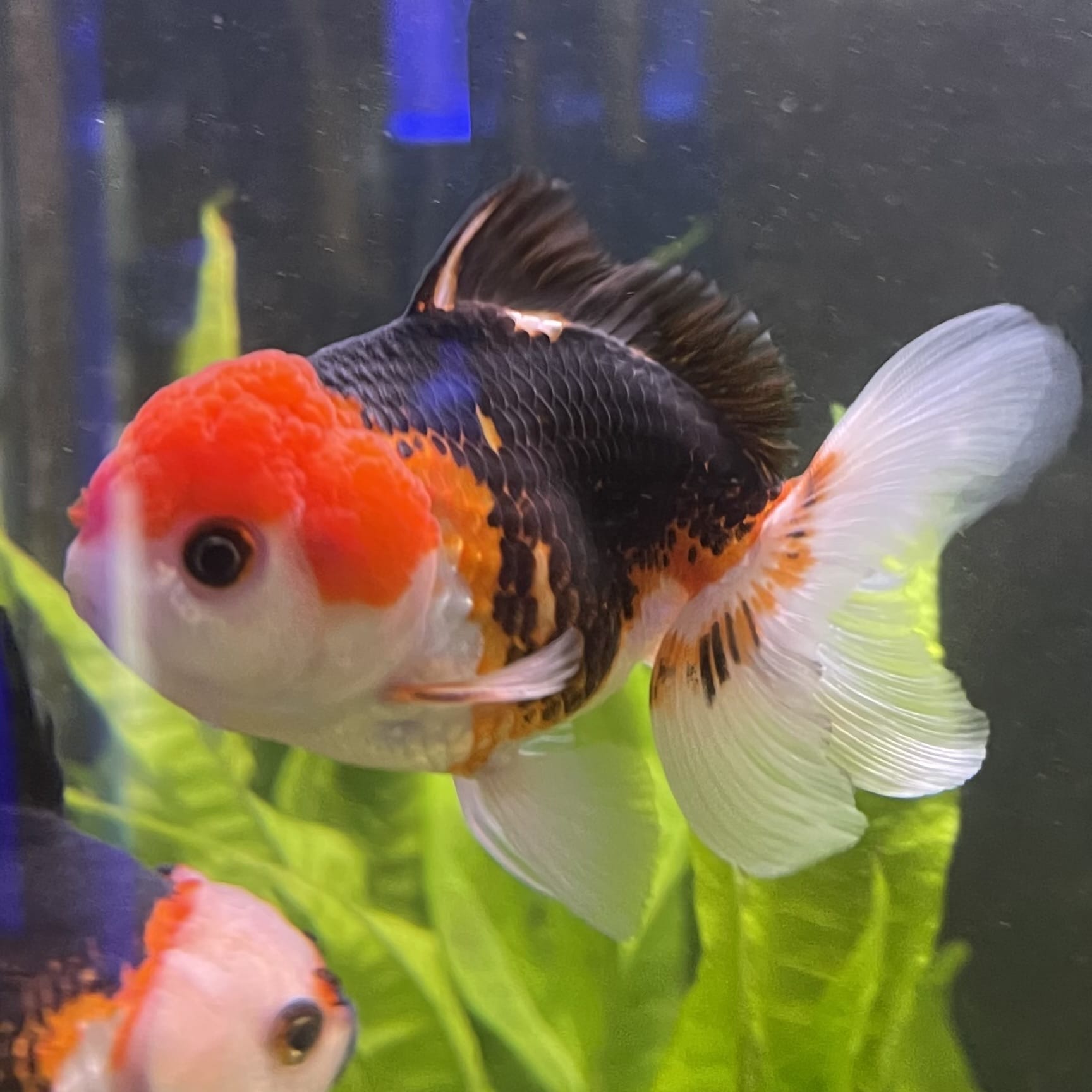 the-fish-farm Goldfish 9cm Oranda - Tri Colour One Only-3 Tri Colour Oranda - The Fish Farm Australia