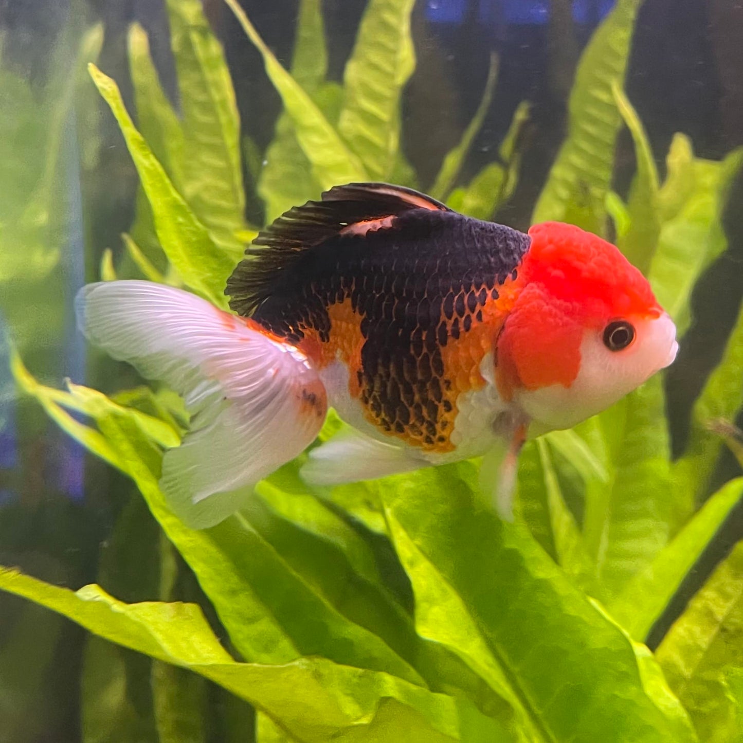 the-fish-farm Goldfish 9cm Oranda - Tri Colour One Only-3 Tri Colour Oranda - The Fish Farm Australia